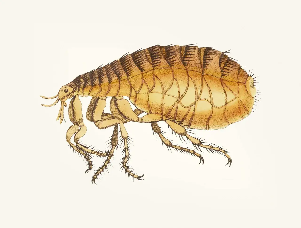 Ilustracja przedstawia pchłę, kt&oacute;ra może być niechcianym gościem w domu. Ma ona charakterystyczne, silne odn&oacute;ża i segmentowany tuł&oacute;w.