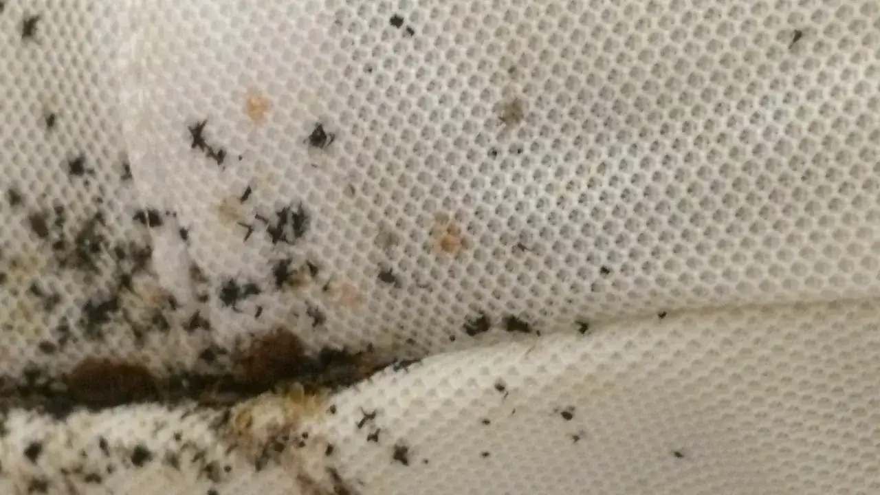 Plamy i drobne owady na białej tkaninie, przypominające ślady po pluskwach. Może to być dowód na skuteczność octu na pluskwy.